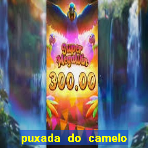 puxada do camelo no jogo do bicho